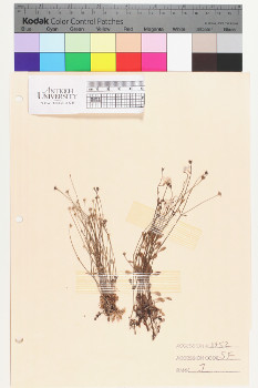 alternate herbarium image