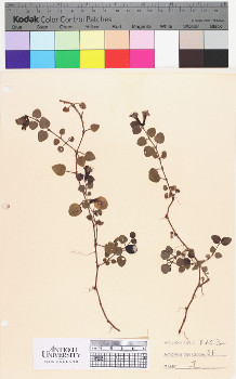 alternate herbarium image