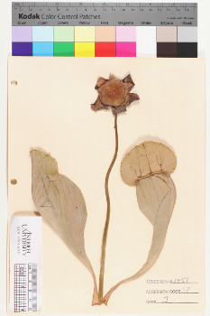 alternate herbarium image