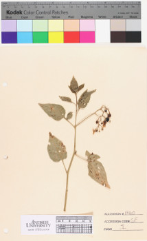 alternate herbarium image
