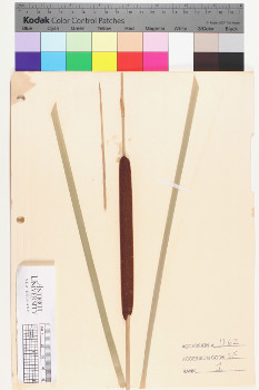 alternate herbarium image