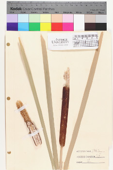 alternate herbarium image