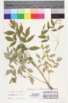 alternate herbarium image
