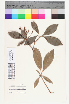 alternate herbarium image