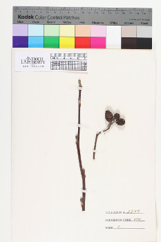 alternate herbarium image