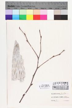 alternate herbarium image