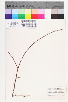 alternate herbarium image