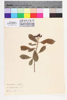 alternate herbarium image