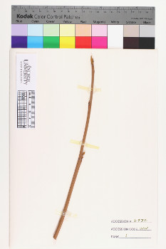 alternate herbarium image