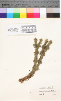 alternate herbarium image