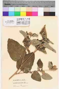 alternate herbarium image