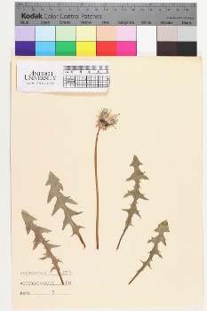 alternate herbarium image
