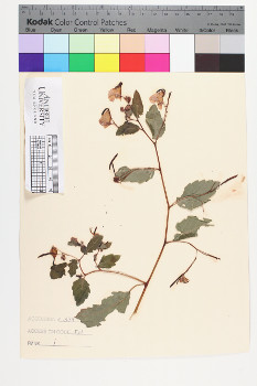 alternate herbarium image