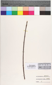 alternate herbarium image