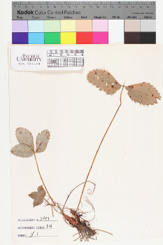 alternate herbarium image