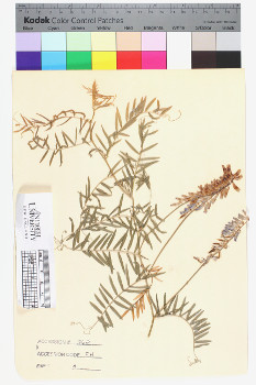 alternate herbarium image