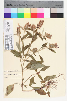 alternate herbarium image