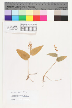 alternate herbarium image