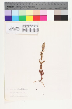 alternate herbarium image