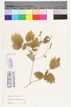 alternate herbarium image