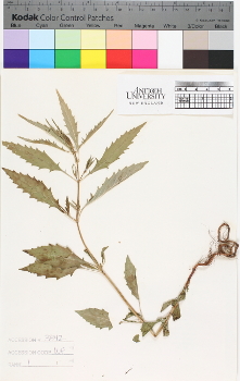 alternate herbarium image
