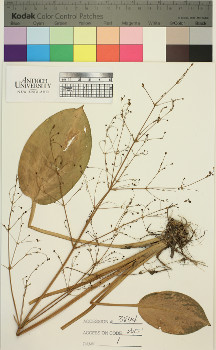 alternate herbarium image