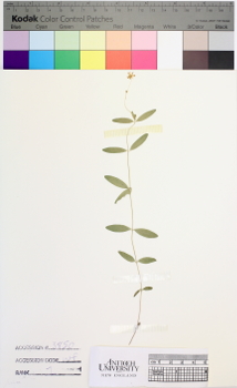 alternate herbarium image
