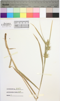 alternate herbarium image