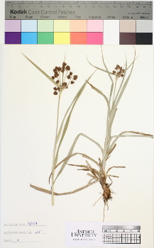 alternate herbarium image