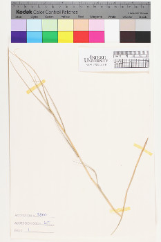 alternate herbarium image