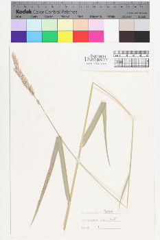 alternate herbarium image