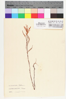 alternate herbarium image