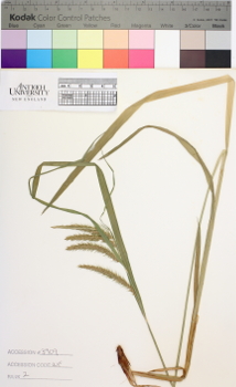 alternate herbarium image