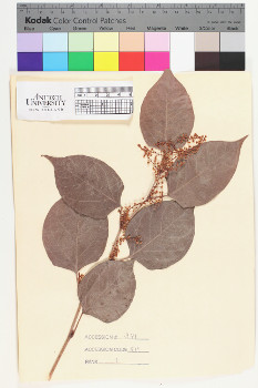 alternate herbarium image