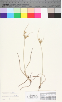 alternate herbarium image