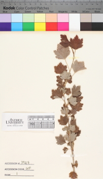 alternate herbarium image