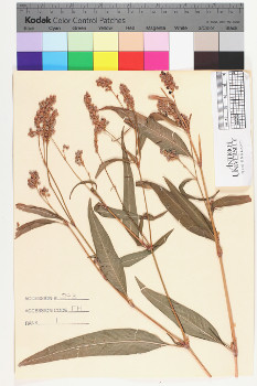 alternate herbarium image
