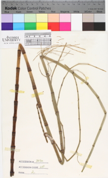 alternate herbarium image