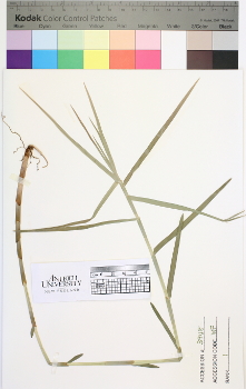 alternate herbarium image