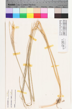 alternate herbarium image