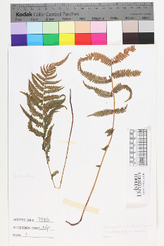 alternate herbarium image