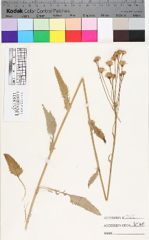 alternate herbarium image