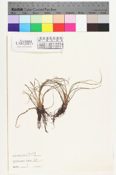 alternate herbarium image