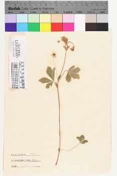 alternate herbarium image