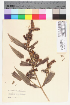 alternate herbarium image