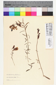 alternate herbarium image