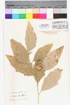 alternate herbarium image