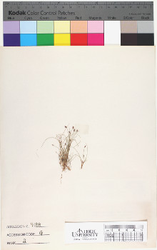alternate herbarium image