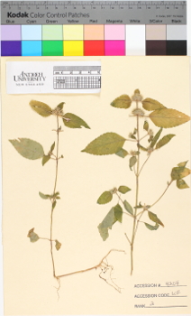 alternate herbarium image