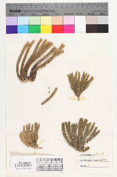 alternate herbarium image